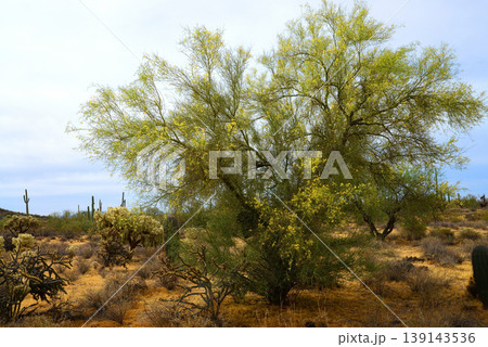 Palo Verde Tree, Sonora Desert, Spring and in bloom Palo Verde Tree, Sonora Desert, Spring and in bloom 139143536