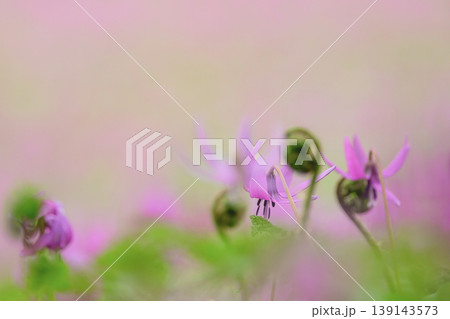 かたくり群生の郷 可憐なカタクリの花 秋田県 かたくり群生の郷 可憐なカタクリの花 秋田県 139143573