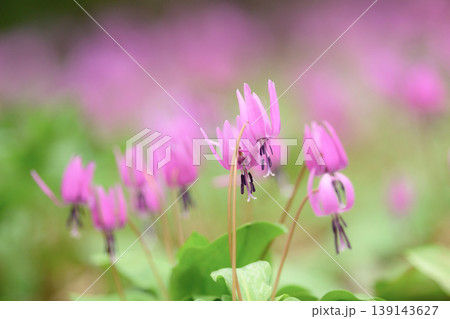かたくり群生の郷　可憐なカタクリの花　秋田県 139143627