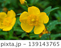 キンシバイ 139143765