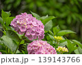 あじさい03 139143766