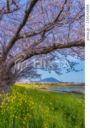 春の母小島遊水地から満開の桜と筑波山 春の母小島遊水地から満開の桜と筑波山 139143866