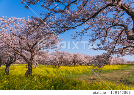 春の母小島遊水地から満開の桜と筑波山 春の母小島遊水地から満開の桜と筑波山 139143868