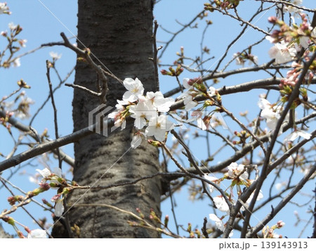 こじま花の会花畑桜並木の咲き進むサクラ こじま花の会花畑桜並木の咲き進むサクラ 139143913