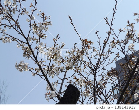葉桜になったこじま花の会花畑桜並木のサクラ 葉桜になったこじま花の会花畑桜並木のサクラ 139143915