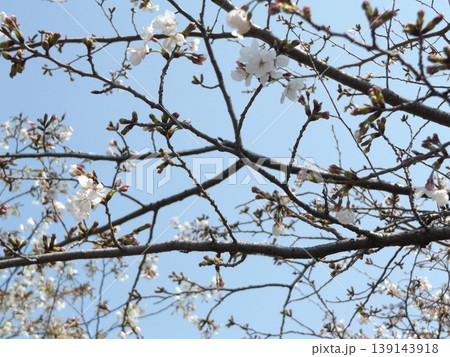 こじま花の会花畑桜並木の咲き進むサクラ こじま花の会花畑桜並木の咲き進むサクラ 139143918