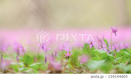 可憐に咲くカタクリの花 かたくり群生の郷 秋田県仙北市 可憐に咲くカタクリの花 かたくり群生の郷 秋田県仙北市 139144005