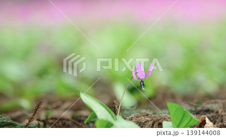 可憐に咲くカタクリの花　かたくり群生の郷　秋田県仙北市 139144008