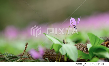 かたくり群生の郷 可憐に咲くカタクリの花 秋田県 かたくり群生の郷 可憐に咲くカタクリの花 秋田県 139144010