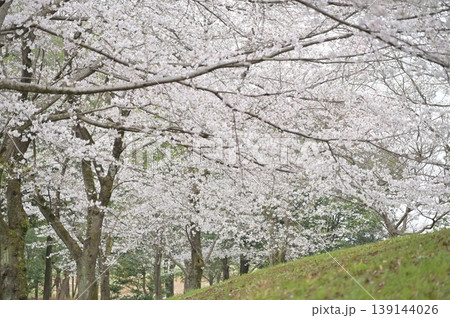 土手に咲く桜 土手に咲く桜 139144026