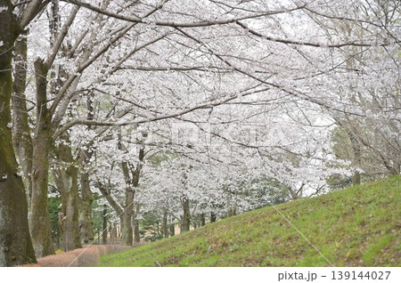 桜のある風景 139144027