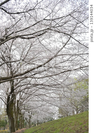 桜のある風景 桜のある風景 139144034