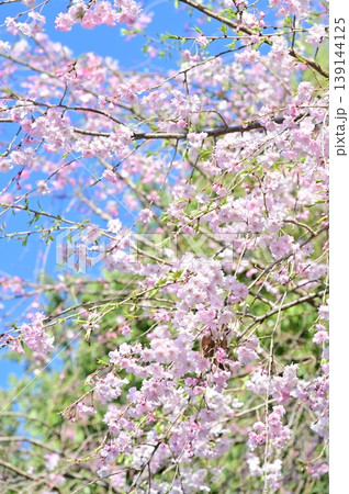 青空を背景にした枝垂れ桜 139144125