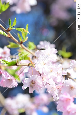 春の陽気に誘われて咲く桜 春の陽気に誘われて咲く桜 139144127