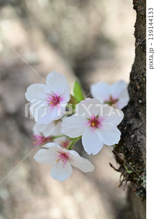 幹に咲いた桜の花 139144133