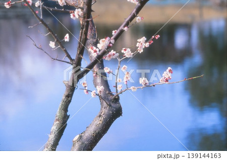 ポジフィルムで撮影した水辺の梅の花 ポジフィルムで撮影した水辺の梅の花 139144163