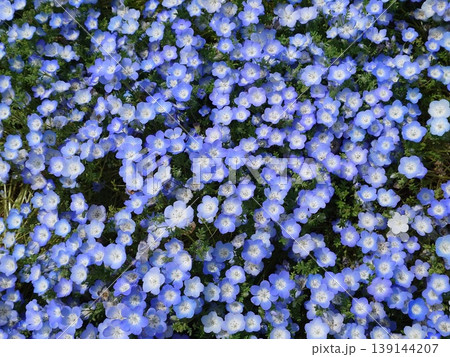 青いちいさな小さな花 青いちいさな小さな花 139144207