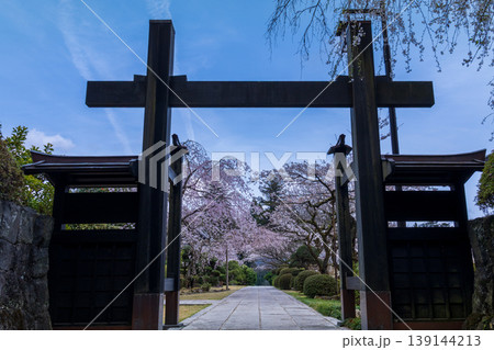 大石寺の桜 139144213