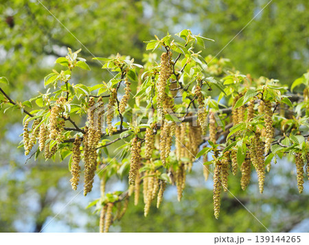 イヌシデの花 139144265