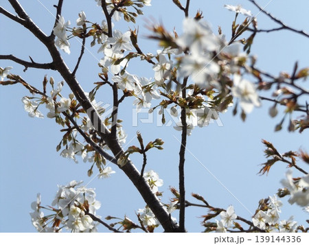 葉桜になったこじま花の会花畑桜並木のサクラ 139144336