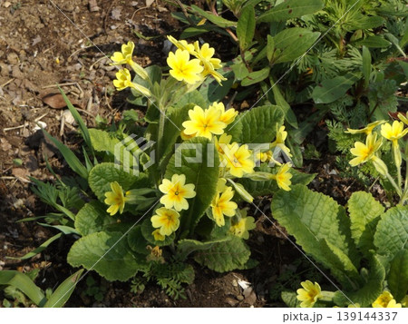 サクラソウの可愛い黄色の花 サクラソウの可愛い黄色の花 139144337
