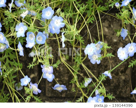 壁面に咲くネモフィラの花 壁面に咲くネモフィラの花 139144390