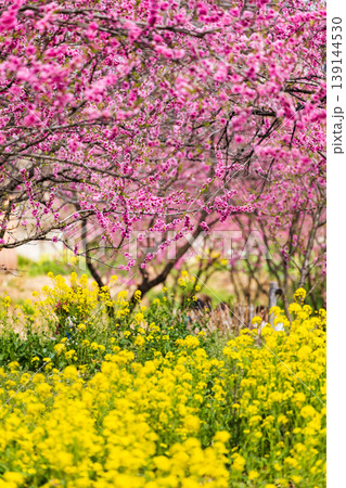 古河公方公園に咲く花桃と菜の花(茨城県古河市) 古河公方公園に咲く花桃と菜の花(茨城県古河市) 139144530