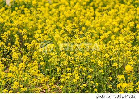 古河公方公園に咲く花桃と菜の花（茨城県古河市） 139144533