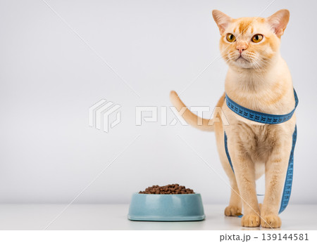 Burmese cat standing near food bowl with measuring tape pet diet and weight control concept Burmese cat standing near food bowl with measuring tape pet diet and weight control concept 139144581