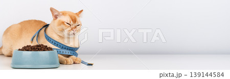 Unhappy Burmese cat with food bowl and measuring tape pet diet restriction concept copy space 139144584