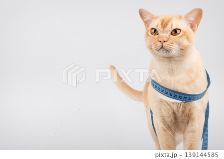 Burmese cat with measuring tape pet diet and weight control concept 139144585