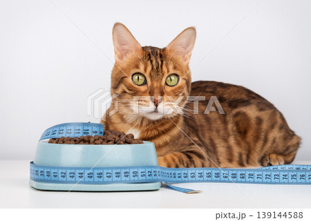 Bengal cat near food bowl with measuring tape looking at camera, pet diet concept Bengal cat near food bowl with measuring tape looking at camera, pet diet concept 139144588