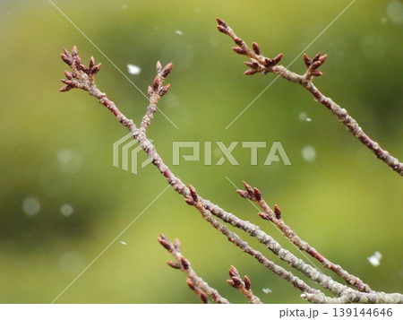 春を待つ桜の蕾 春を待つ桜の蕾 139144646