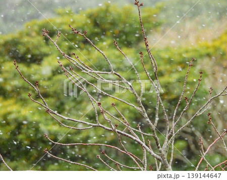 春を待つ桜の蕾 139144647