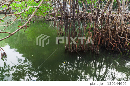 Tangled mangrove roots and hanging prop roots 139144693