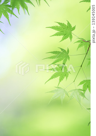 青もみじ 青もみじ 139145005