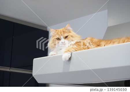 換気扇の上にのった長毛猫 換気扇の上にのった長毛猫 139145030