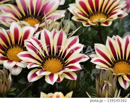 ガザニアの花 ガザニアの花 139145162