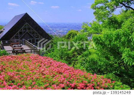 なるかわ園地　らくらくセンター（大阪府東大阪市）前に咲くつつじの花 139145249
