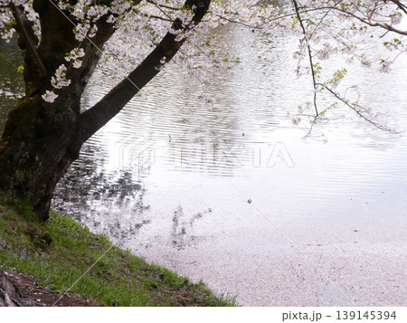 桜の名所、夕景の中で弘前公園の例年より早い葉桜と花筏　絵画的な色合 139145394