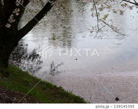 桜の名所、弘前公園の例年より早い葉桜と花筏 絵画的な色合 桜の名所、弘前公園の例年より早い葉桜と花筏 絵画的な色合 139145395