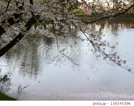 桜の名所の弘前公園の例年より早い葉桜と花筏 絵画的な色合 桜の名所の弘前公園の例年より早い葉桜と花筏 絵画的な色合 139145396