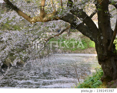 桜の名所夕景の中、弘前公園の例年より早い葉桜と花筏　絵画的な色合 139145397