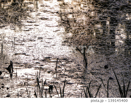 弘前公園の例年より早い花筏 絵画的な色合 弘前公園の例年より早い花筏 絵画的な色合 139145400