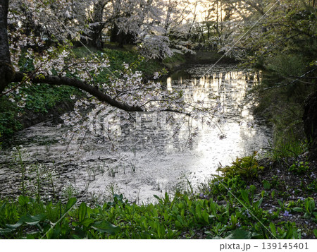 桜の名所の弘前公園のお堀の花いかだ 例年より早い花筏 絵画的な色合 桜の名所の弘前公園のお堀の花いかだ 例年より早い花筏 絵画的な色合 139145401