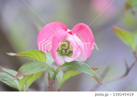 ハナミズキの花　ピンク色 139145419