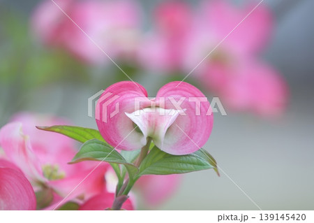 ハナミズキの花 ピンク色 ハナミズキの花 ピンク色 139145420