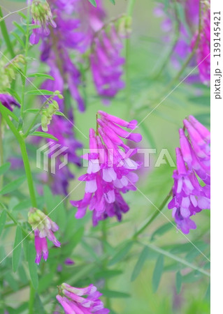 紫色の花 ナヨクサフジ 紫色の花 ナヨクサフジ 139145421