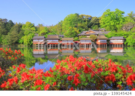 長岡天満宮　八条ケ池に咲くつつじ（京都府長岡京市）　錦水亭　キリシマツツジ 139145424