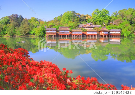 長岡天満宮 八条ケ池に咲くつつじ(京都府長岡京市) 長岡天満宮 八条ケ池に咲くつつじ(京都府長岡京市) 139145428